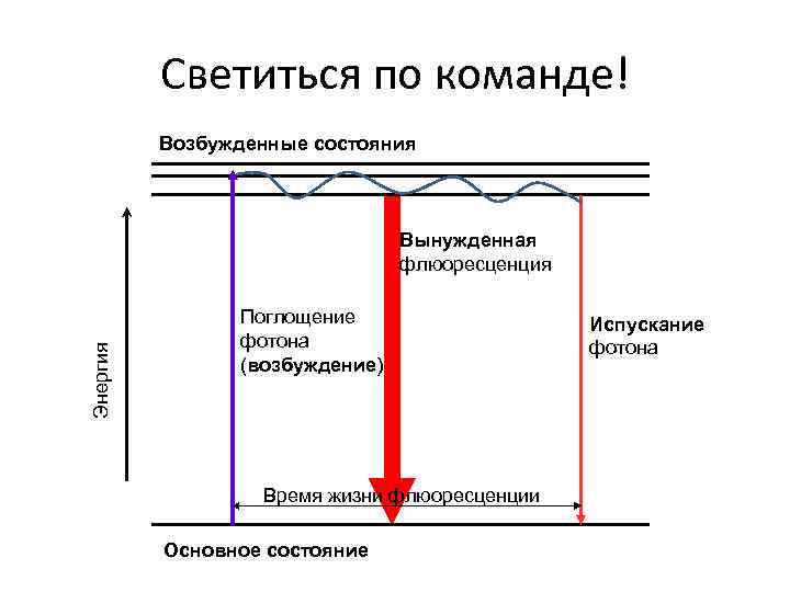 Светиться по команде! Возбужденные состояния Энергия Вынужденная флюоресценция Поглощение фотона (возбуждение) Время жизни флюоресценции