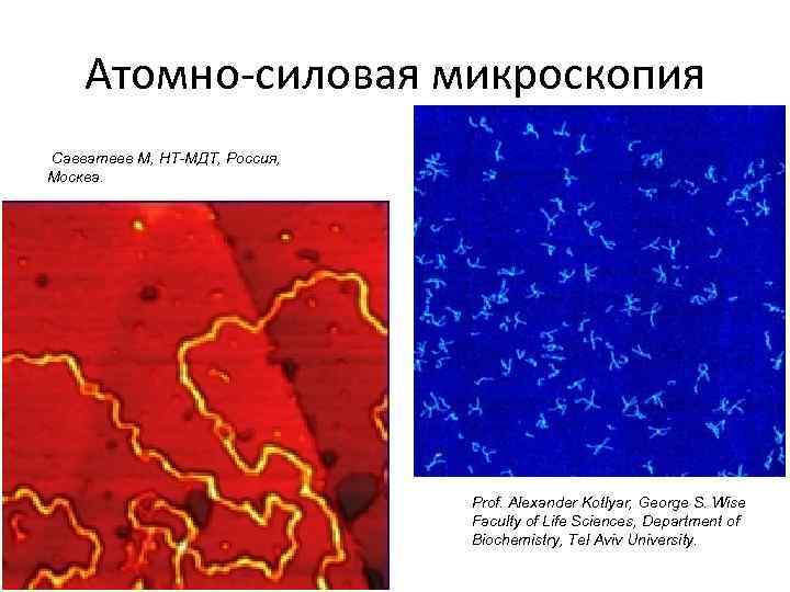 Атомно-силовая микроскопия Савватеев M, НТ-МДТ, Россия, Москва. Prof. Alexander Kotlyar, George S. Wise Faculty