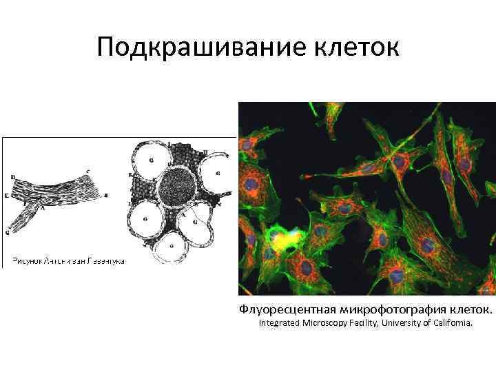 Подкрашивание клеток Флуоресцентная микрофотография клеток. Integrated Microscopy Facility, University of California. 