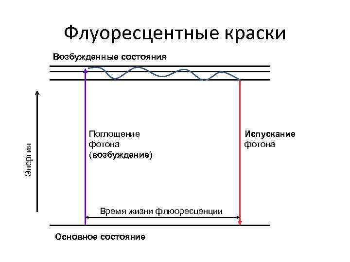 Флуоресцентные краски Энергия Возбужденные состояния Поглощение фотона (возбуждение) Время жизни флюоресценции Основное состояние Испускание