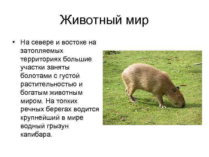 Животный мир • На севере и востоке на затопляемых территориях большие участки заняты болотами