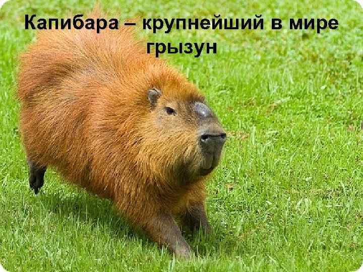 Капибара – крупнейший в мире грызун 