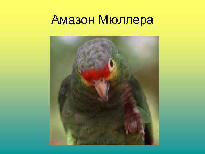 Амазон Мюллера 