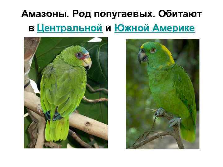 Амазоны. Род попугаевых. Обитают в Центральной и Южной Америке 
