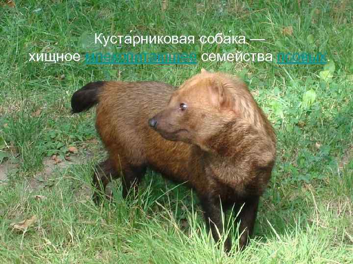 Куста рниковая соба ка — хищное млекопитающее семейства псовых. 