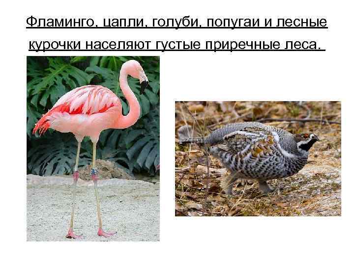Фламинго, цапли, голуби, попугаи и лесные курочки населяют густые приречные леса. 