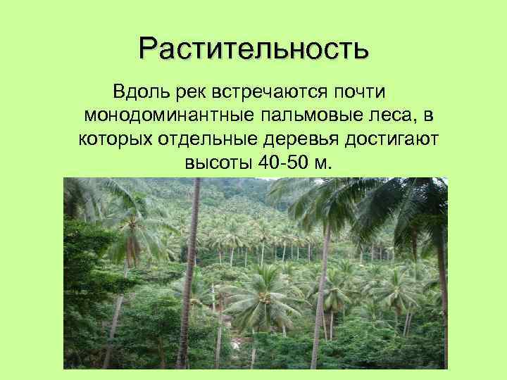 Растительность Вдоль рек встречаются почти монодоминантные пальмовые леса, в которых отдельные деревья достигают высоты