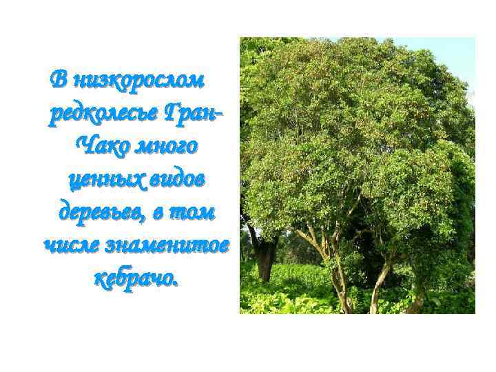 В низкорослом редколесье Гран. Чако много ценных видов деревьев, в том числе знаменитое кебрачо.