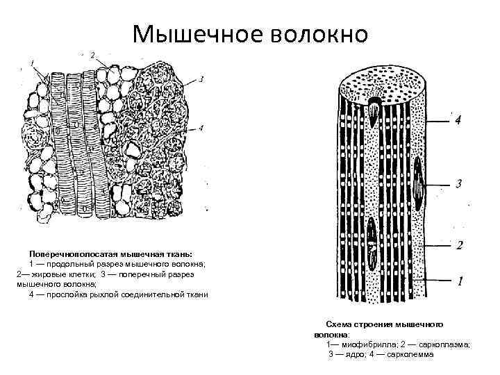 Схема строения поперечно полосатого мышечного волокна