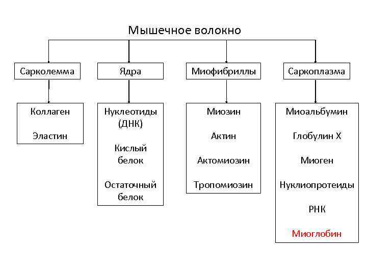 Мышечное волокно Сарколемма Ядра Миофибриллы Саркоплазма Коллаген Нуклеотиды (ДНК) Миозин Миоальбумин Актин Глобулин Х