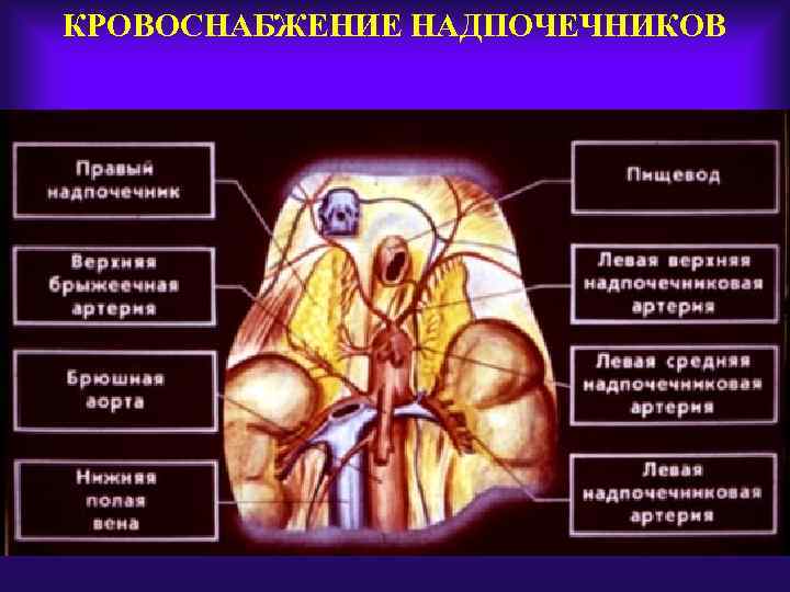 Схема кровоснабжение надпочечников