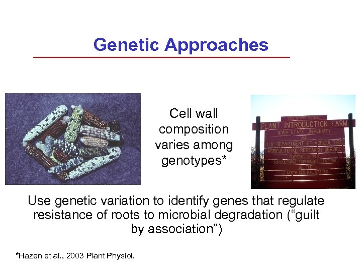 Genetic Approaches Cell wall composition varies among genotypes* Use genetic variation to identify genes