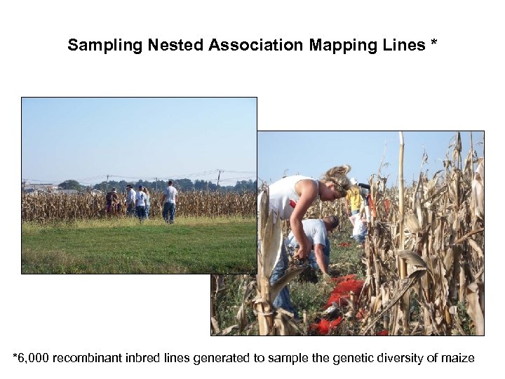 Sampling Nested Association Mapping Lines * *6, 000 recombinant inbred lines generated to sample