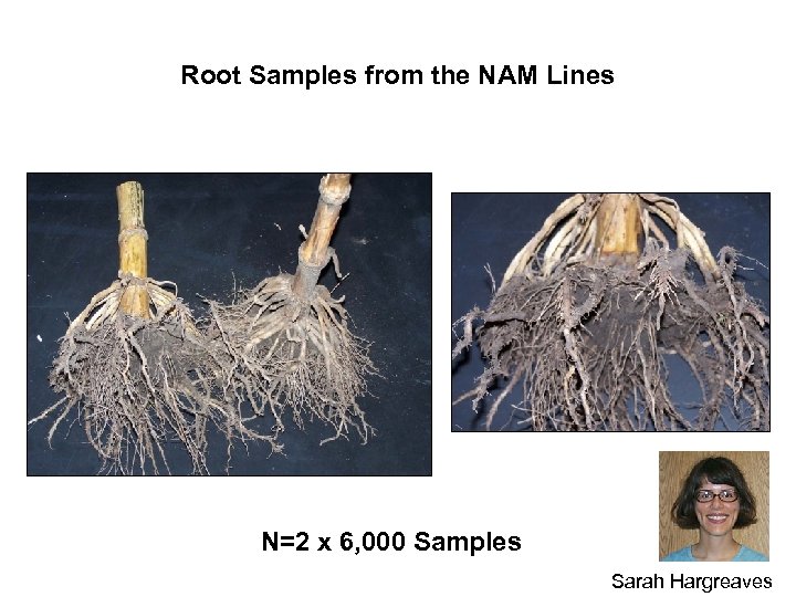 Root Samples from the NAM Lines N=2 x 6, 000 Samples Sarah Hargreaves 