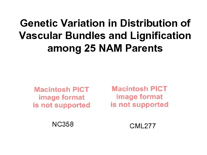 Genetic Variation in Distribution of Vascular Bundles and Lignification among 25 NAM Parents NC