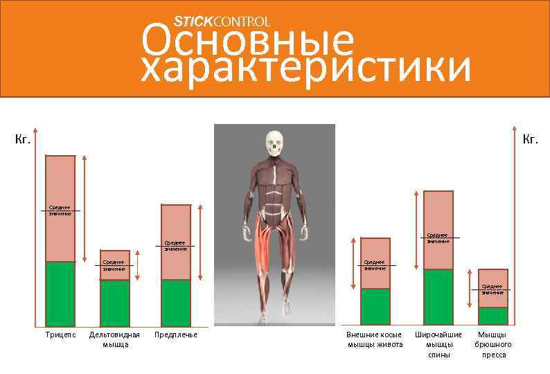 Основные характеристики STICKCONTROL Кг. Среднее значение Среднее значение Трицепс Дельтовидная мышца Предплечье Внешние косые