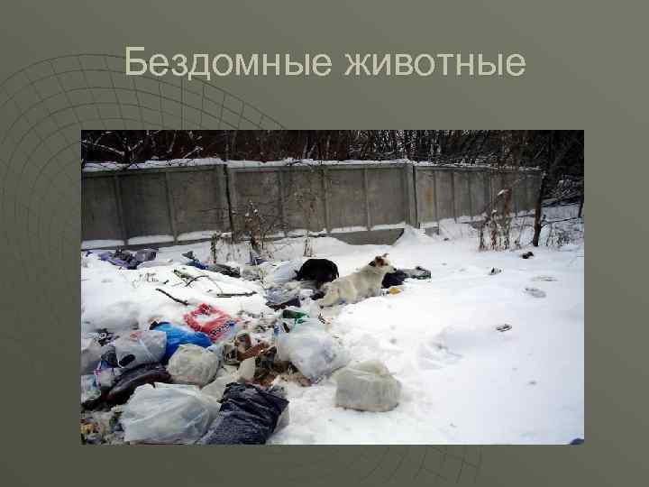 Бездомные животные 