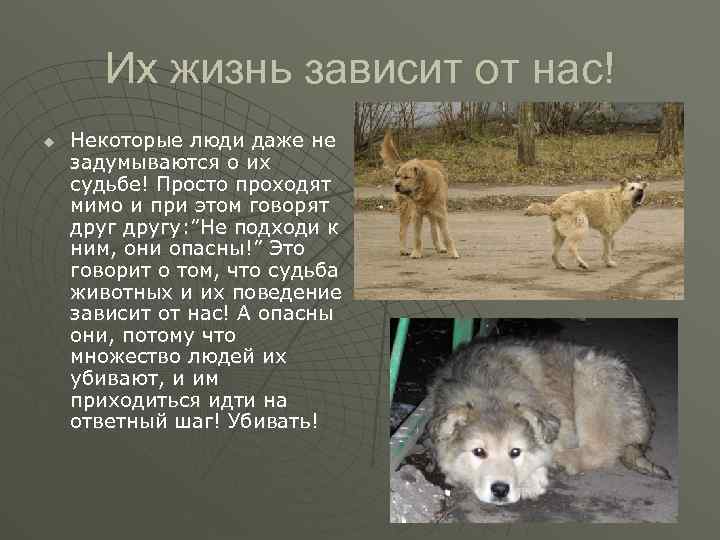 Их жизнь зависит от нас! u Некоторые люди даже не задумываются о их судьбе!