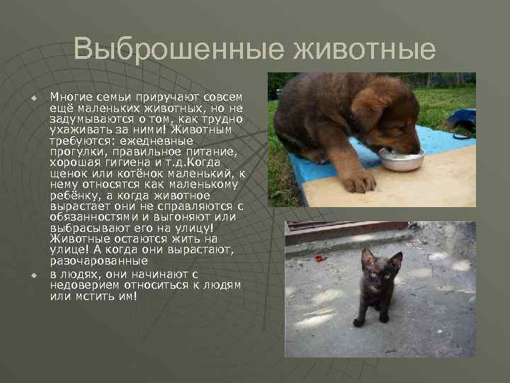 Выброшенные животные u u Многие семьи приручают совсем ещё маленьких животных, но не задумываются