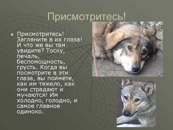 Присмотритесь! u Присмотритесь! Загляните в их глаза! И что же вы там увидите? Тоску,