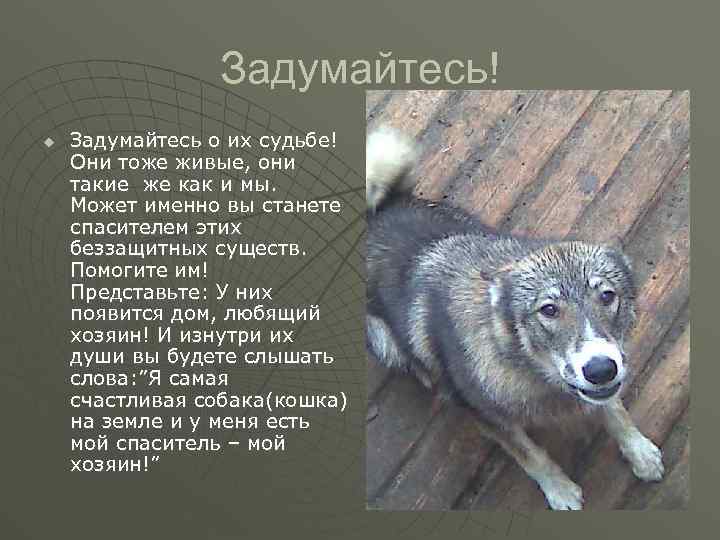 Задумайтесь! u Задумайтесь о их судьбе! Они тоже живые, они такие же как и