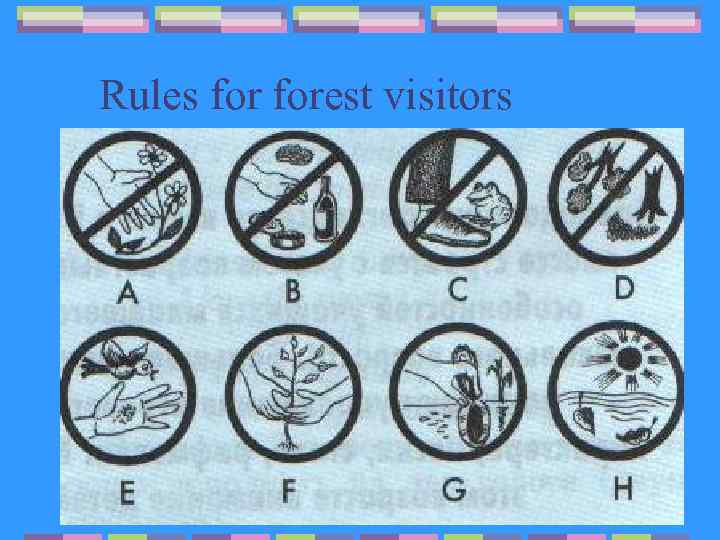 Rules forest visitors 