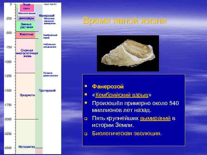 Время явной жизни § Фанерозой § «Кембрийский взрыв» § Произошёл примерно около 540 q