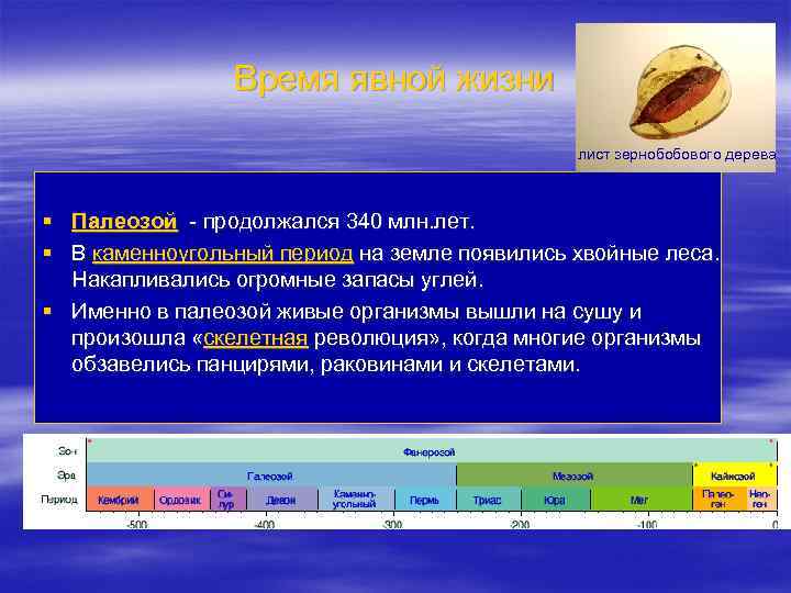Время явной жизни лист зернобобового дерева § Палеозой - продолжался 340 млн. лет. §
