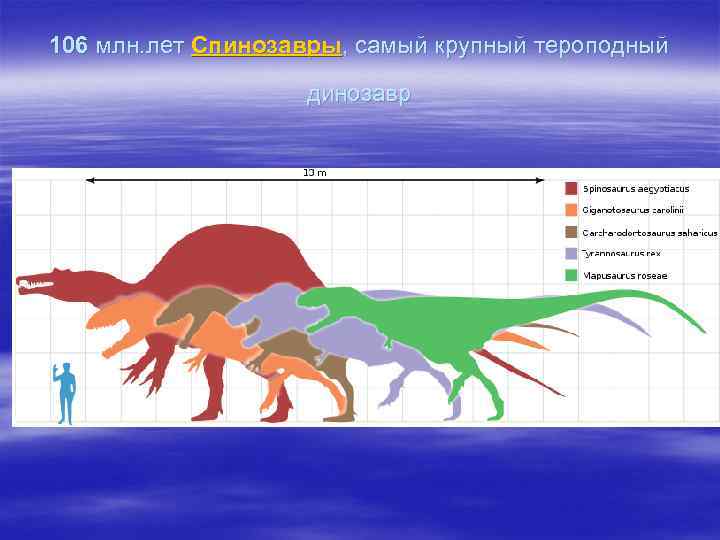 106 млн. лет Спинозавры, самый крупный тероподный динозавр 