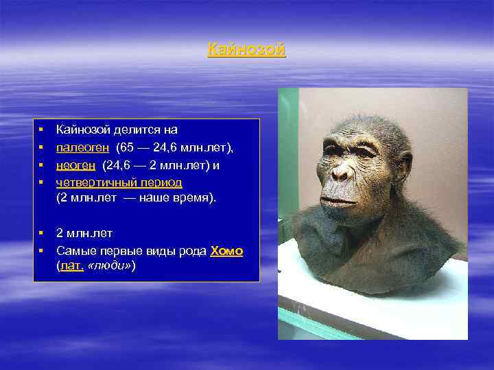 Кайнозой § § Кайнозой делится на палеоген (65 — 24, 6 млн. лет), неоген