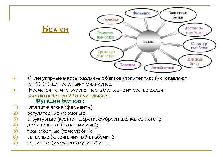 Белки n n 1) 2) 3) 4) 5) 6) 7) Молекулярные массы различных белков