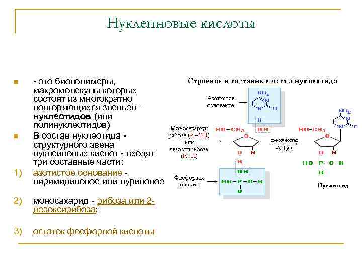 Строение полинуклеотида в виде схемы