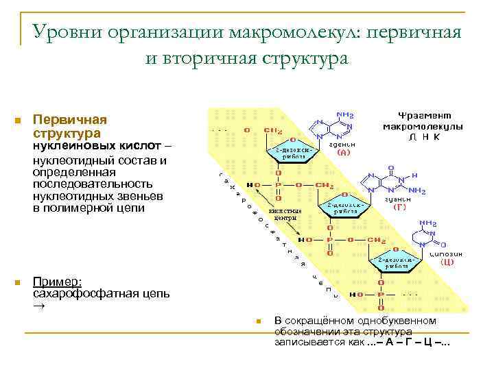 Уровни организации макромолекул: первичная и вторичная структура n Первичная структура нуклеиновых кислот – нуклеотидный