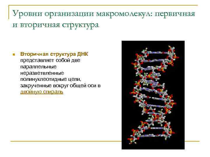 Уровни организации макромолекул: первичная и вторичная структура n Вторичная структура ДНК представляет собой две