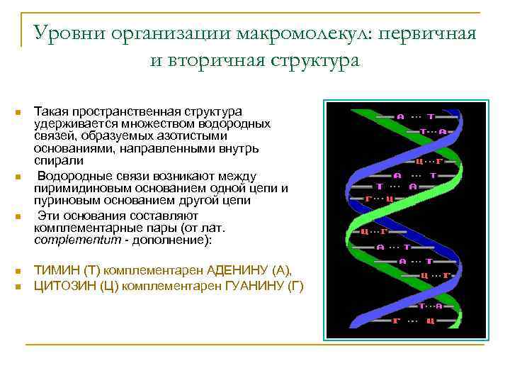 Уровни организации макромолекул: первичная и вторичная структура n n n Такая пространственная структура удерживается