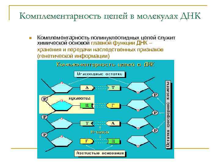 Комплементарность цепей в молекулах ДНК n Комплементарность полинуклеотидных цепей служит химической основой главной функции