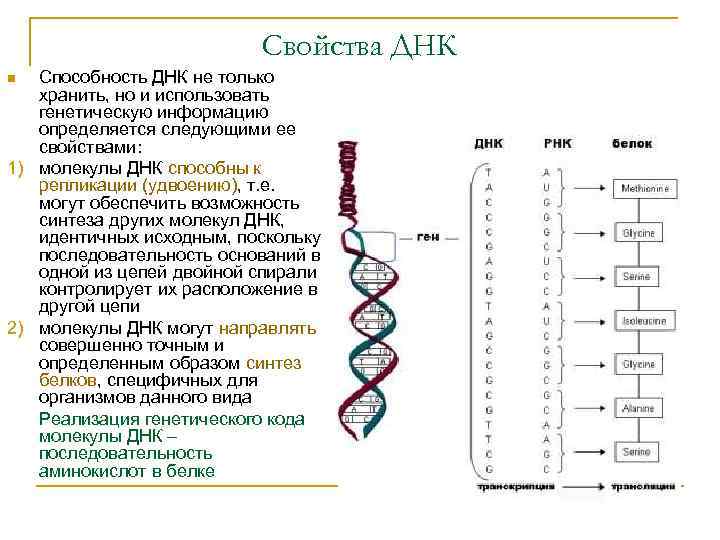 Свойства ДНК Способность ДНК не только хранить, но и использовать генетическую информацию определяется следующими