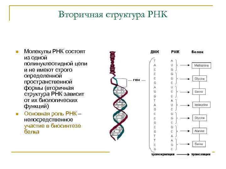 Вторичная структура РНК n n Молекулы РНК состоят из одной полинуклеотидной цепи и не