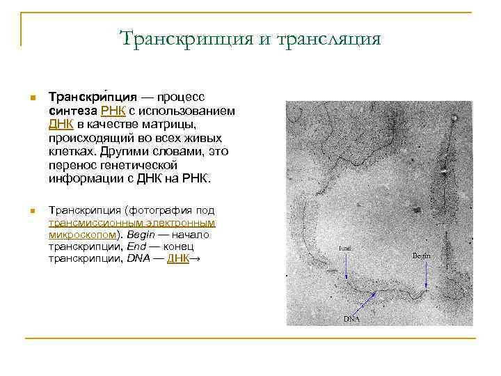 Транскрипция и трансляция n Транскри пция — процесс синтеза РНК с использованием ДНК в