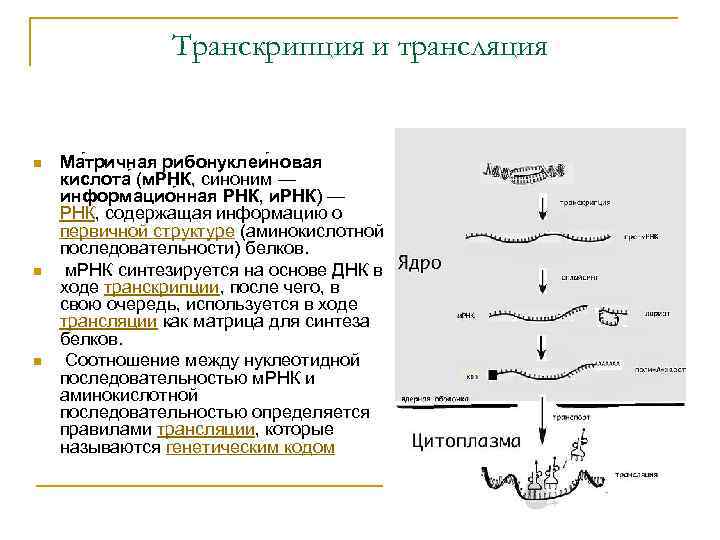 Транскрипция и трансляция n n n Ма тричная рибонуклеи новая кислота (м. РНК, синоним