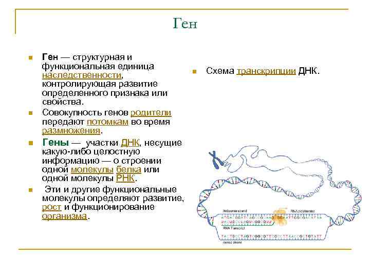 Функционирующий ген