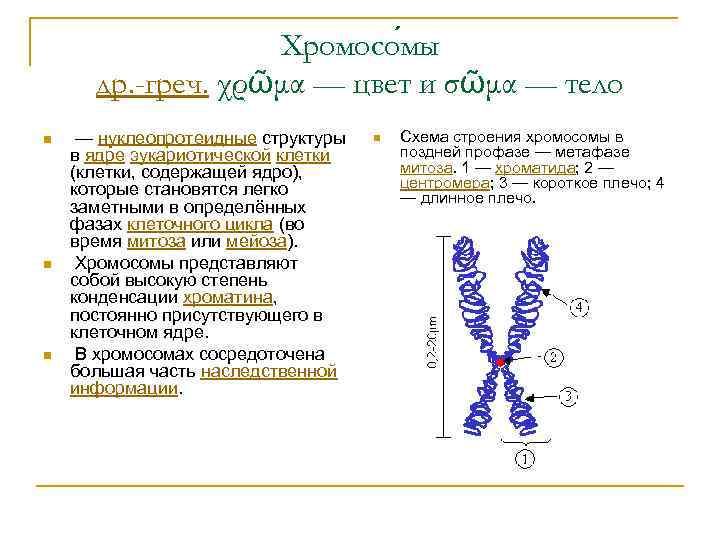 Строение хромосом днк. Хромосомы эукариотической клетки. Структурная организация хромосом эукариот. Строение хромосомы. Схема строения хромосомы.