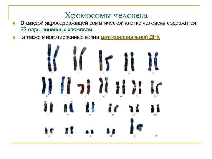 Хромосомы человека n n В каждой ядросодержащей соматической клетке человека содержится 23 пары линейных