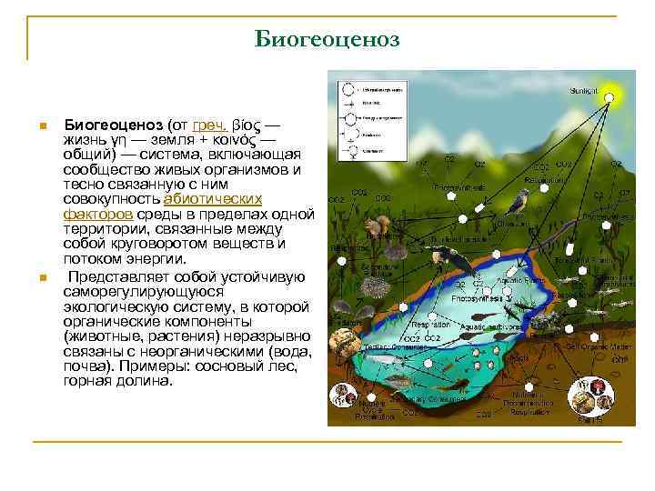 Биогеоценоз n n Биогеоценоз (от греч. βίος — жизнь γη — земля + κοινός