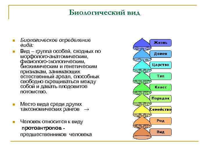 Биологический вид n n Биологическое определение вида: Вид – группа особей, сходных по морфолого-анатомическим,