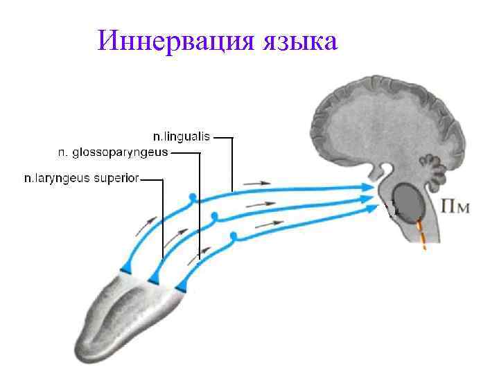 Иннервация языка анатомия схема