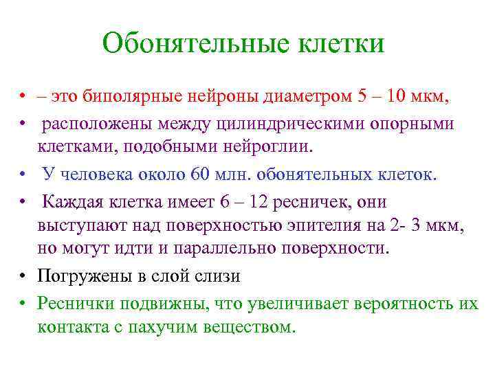 Обонятельные клетки • – это биполярные нейроны диаметром 5 – 10 мкм, • расположены
