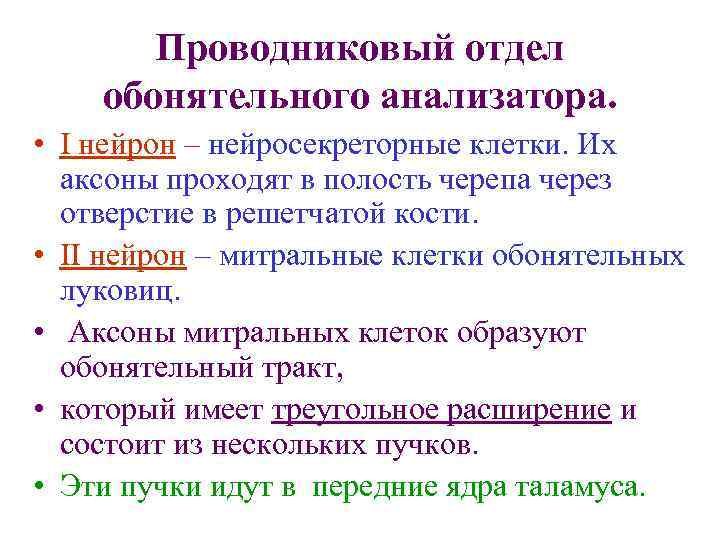 Проводниковый отдел обонятельного анализатора. • I нейрон – нейросекреторные клетки. Их аксоны проходят в