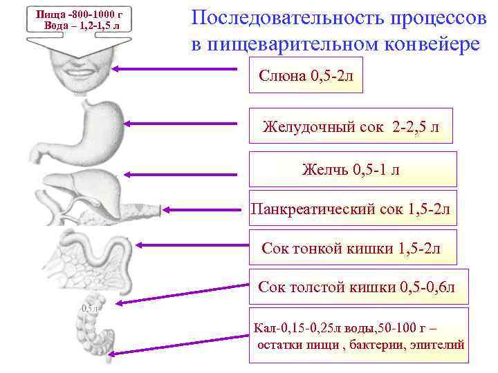Пища -800 -1000 г Вода – 1, 2 -1, 5 л Последовательность процессов в