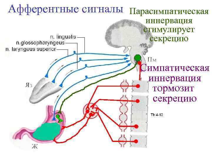 Афферентные сигналы Парасимпатическая иннервация стимулирует секрецию Симпатическая иннервация тормозит секрецию 